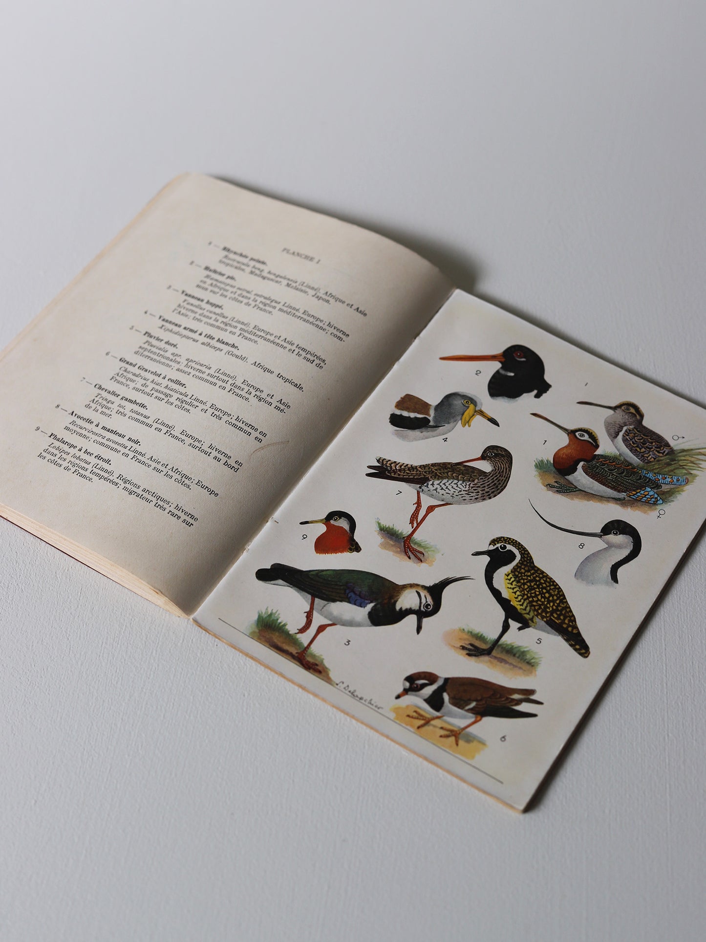 BIRD BOOK