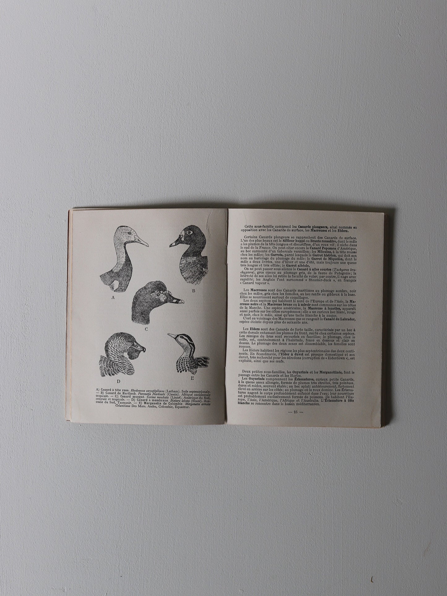 BIRD BOOK