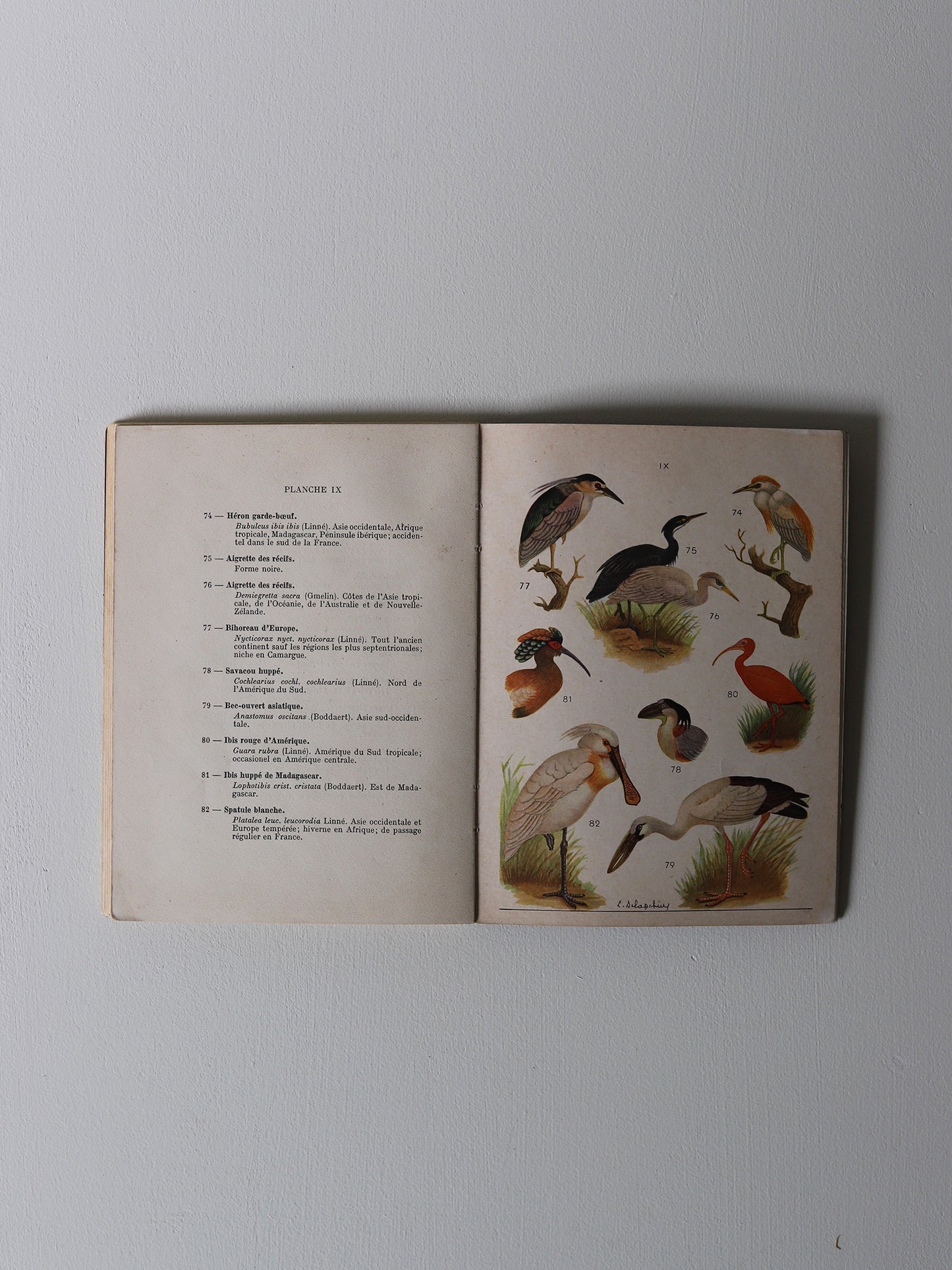 BIRD BOOK