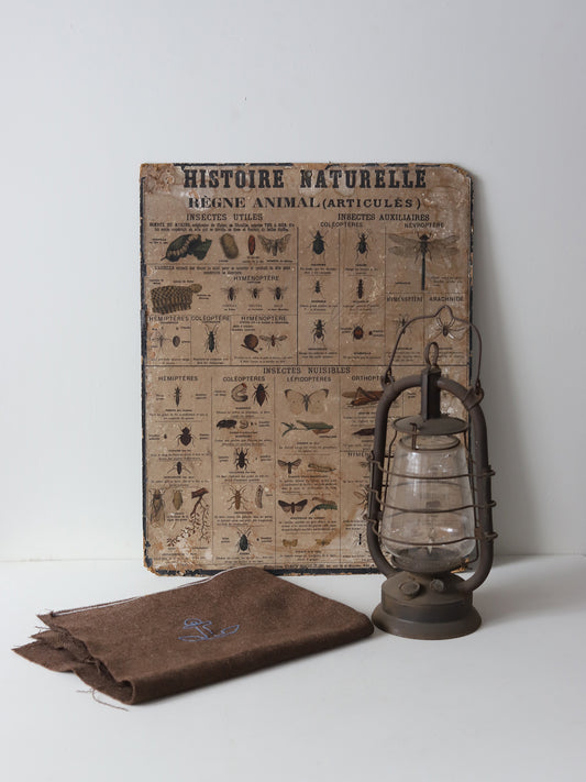 067 ファーブルに会いに行く