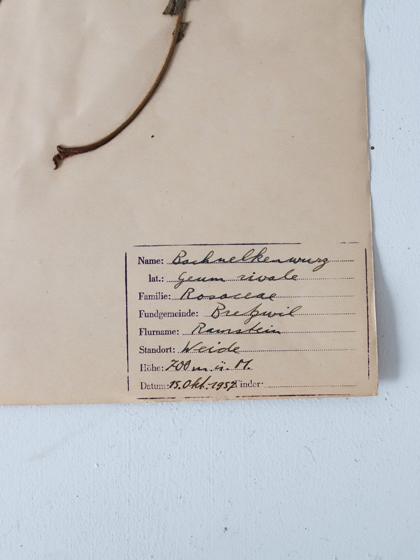 112 押し花３枚セット