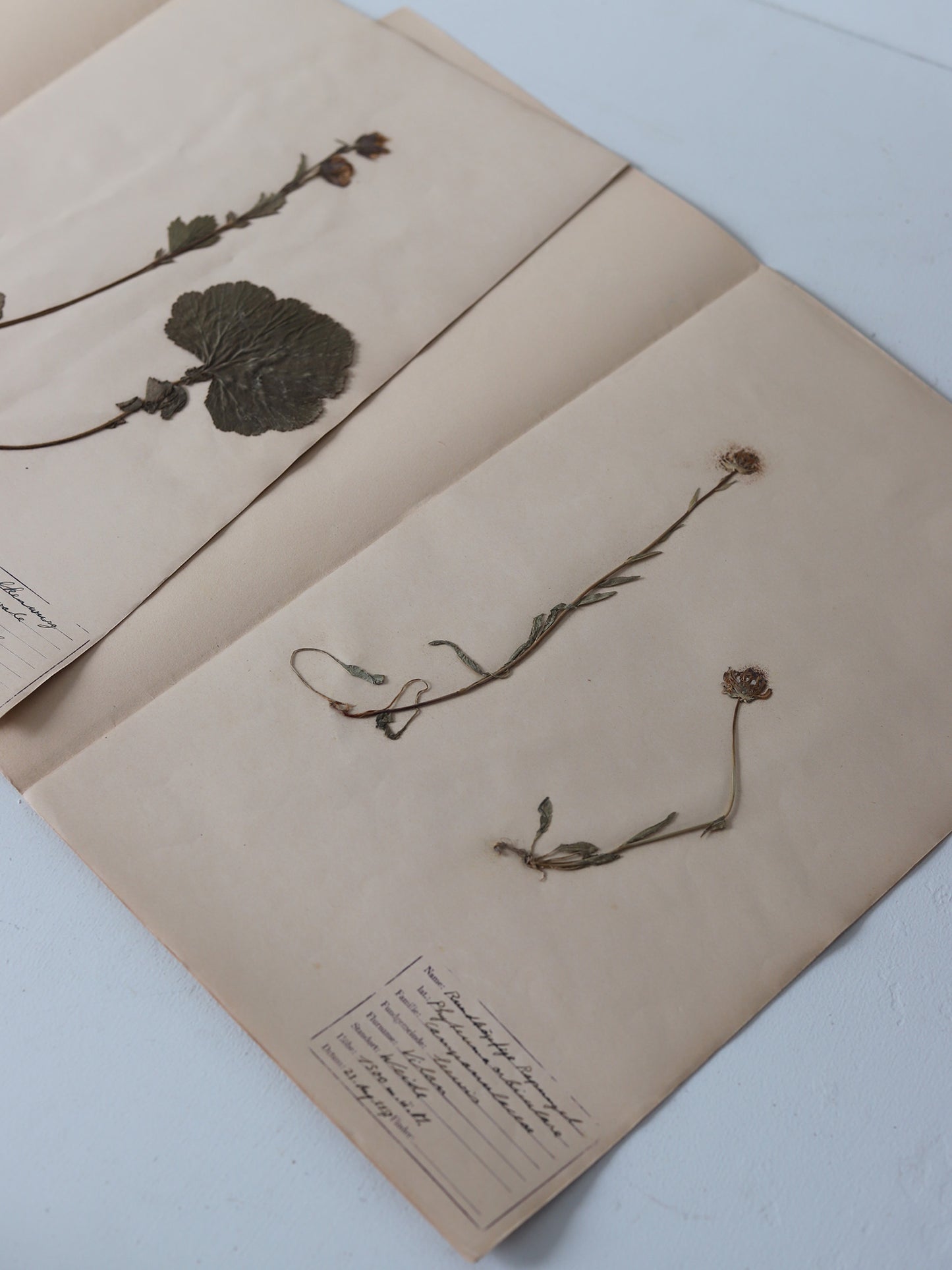 112 押し花３枚セット