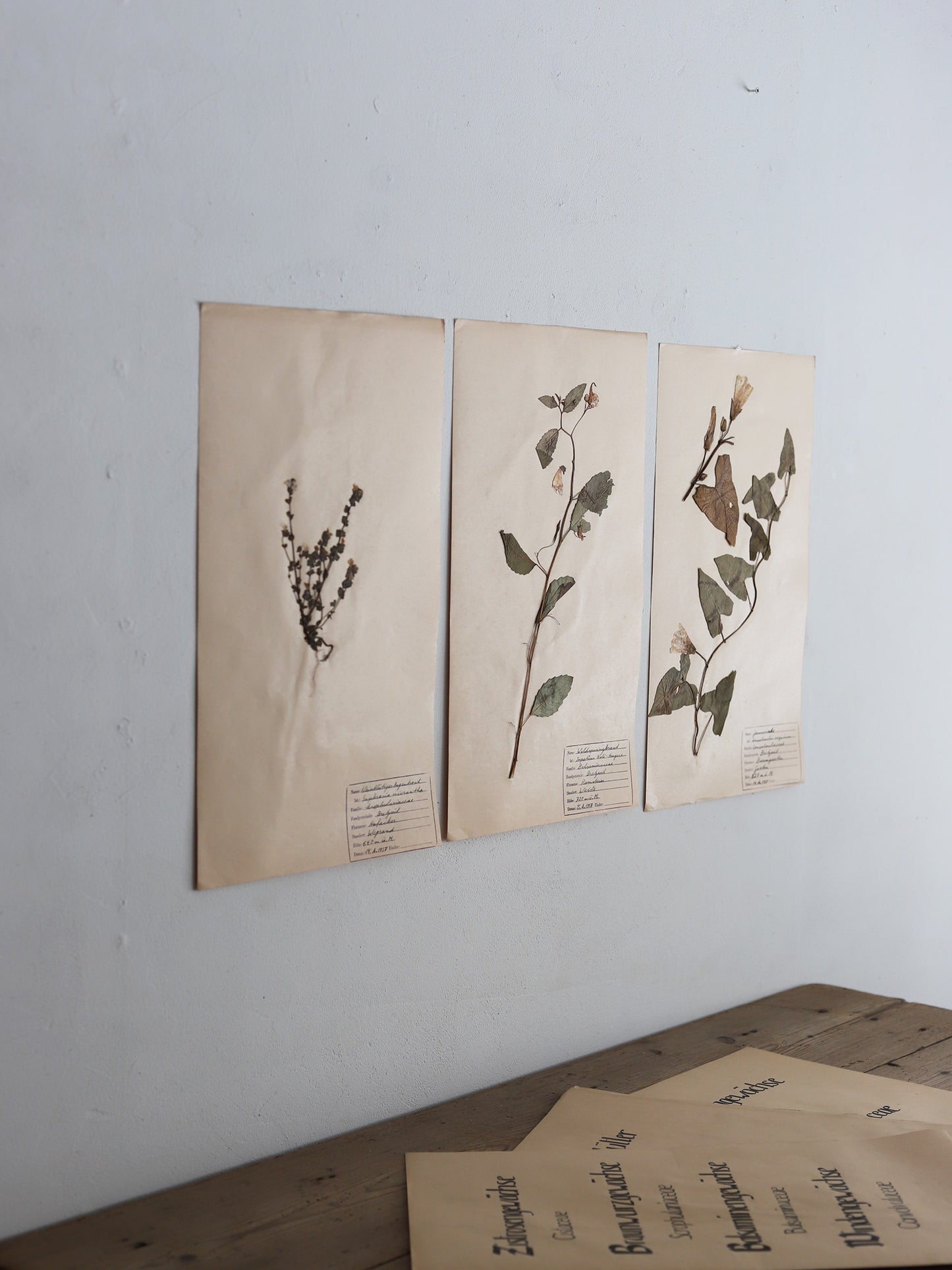 112 押し花３枚セット