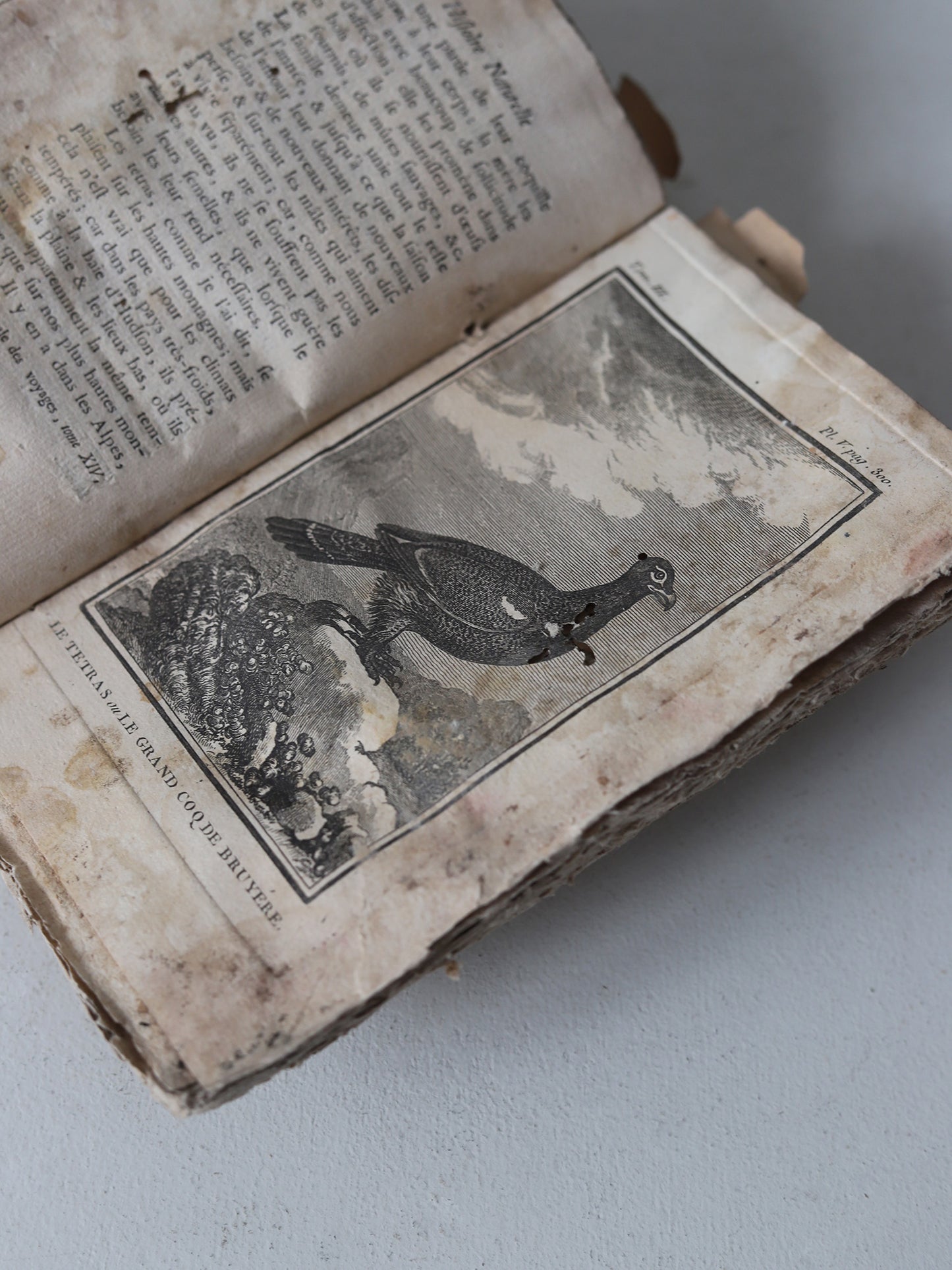 HISTOIRE NATURELLE DES OISEAUX