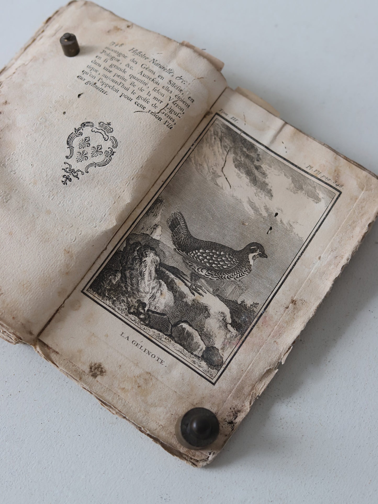 HISTOIRE NATURELLE DES OISEAUX