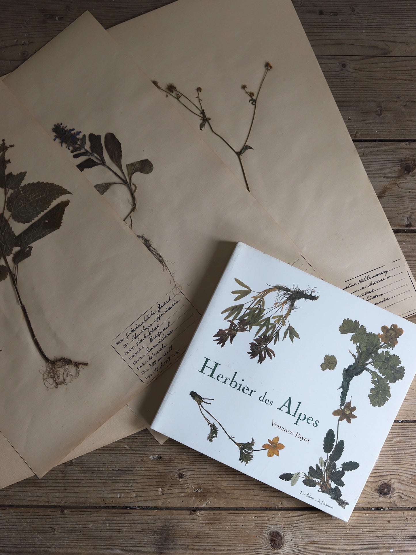 HERBIER DES ALPES