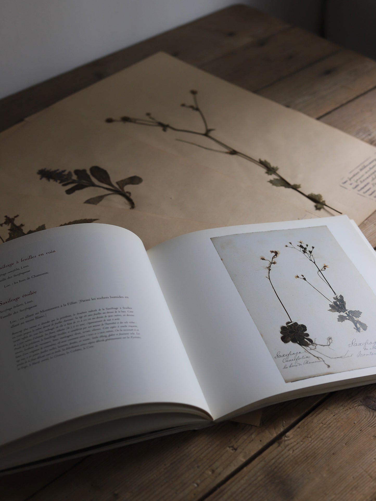 HERBIER DES ALPES