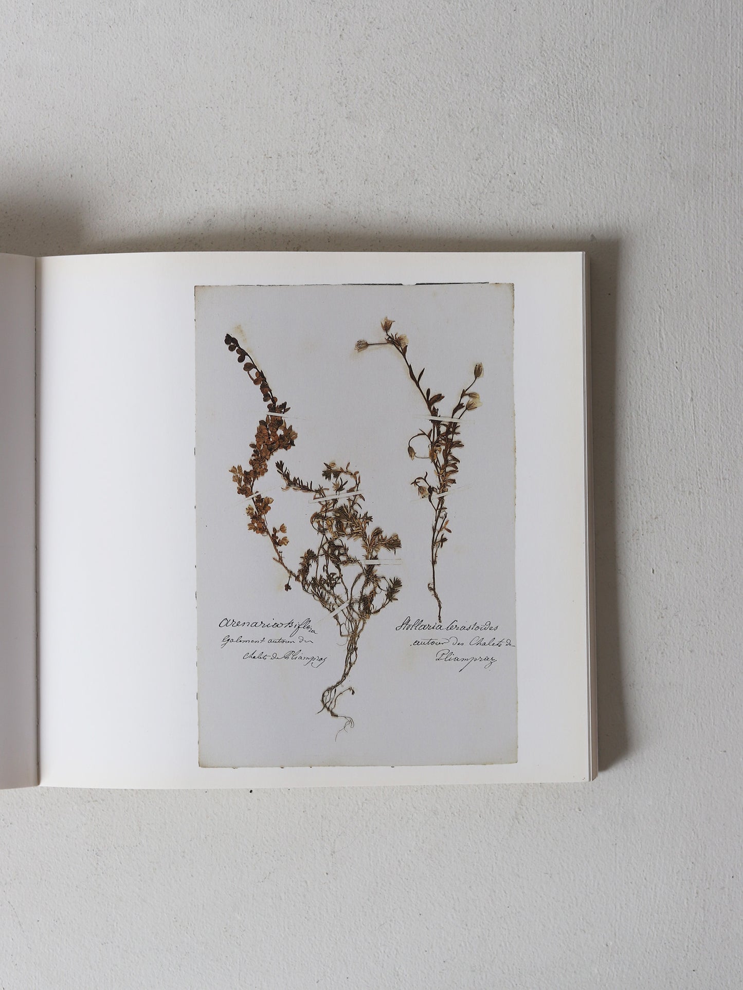 HERBIER DES ALPES