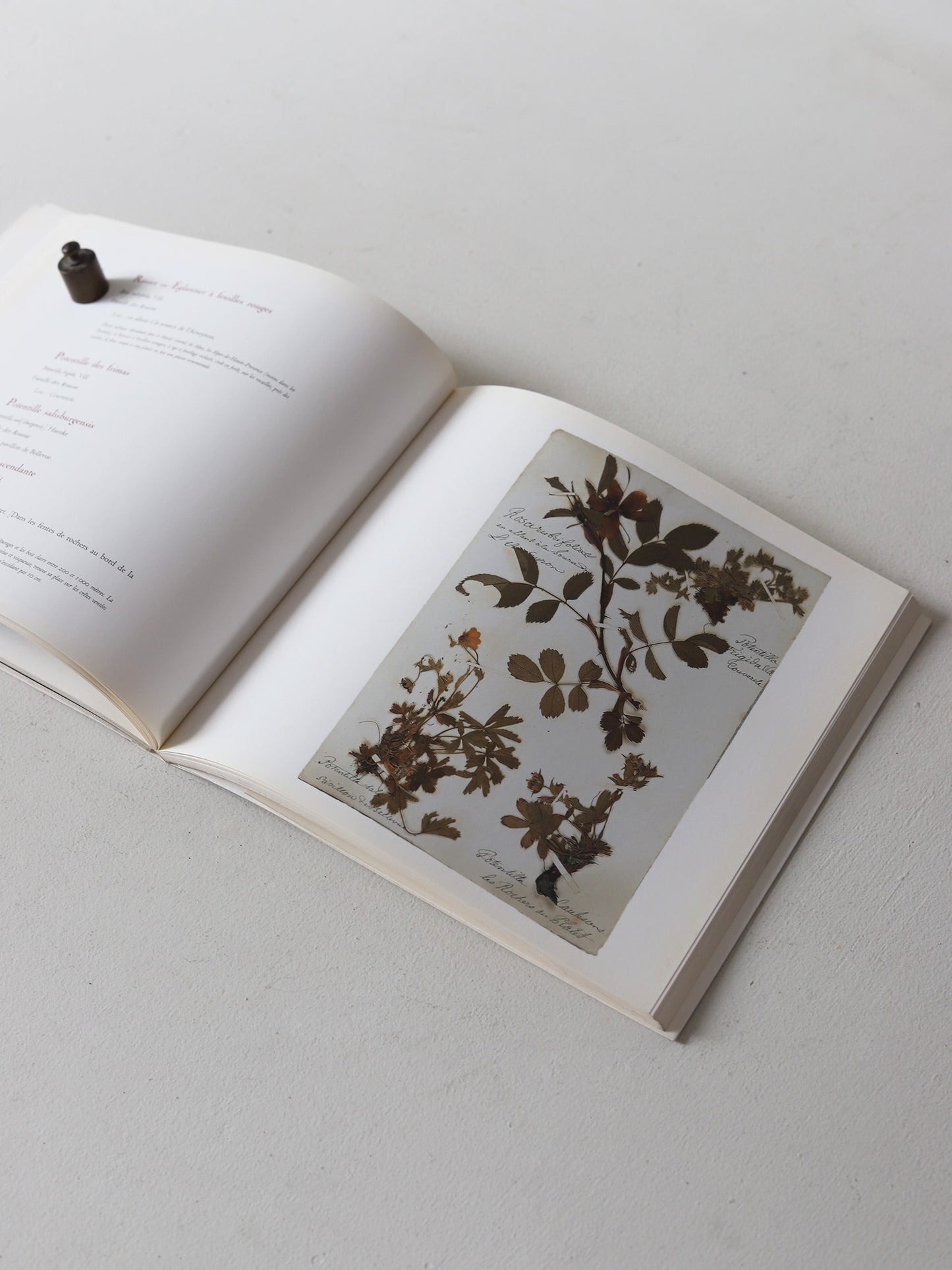 HERBIER DES ALPES