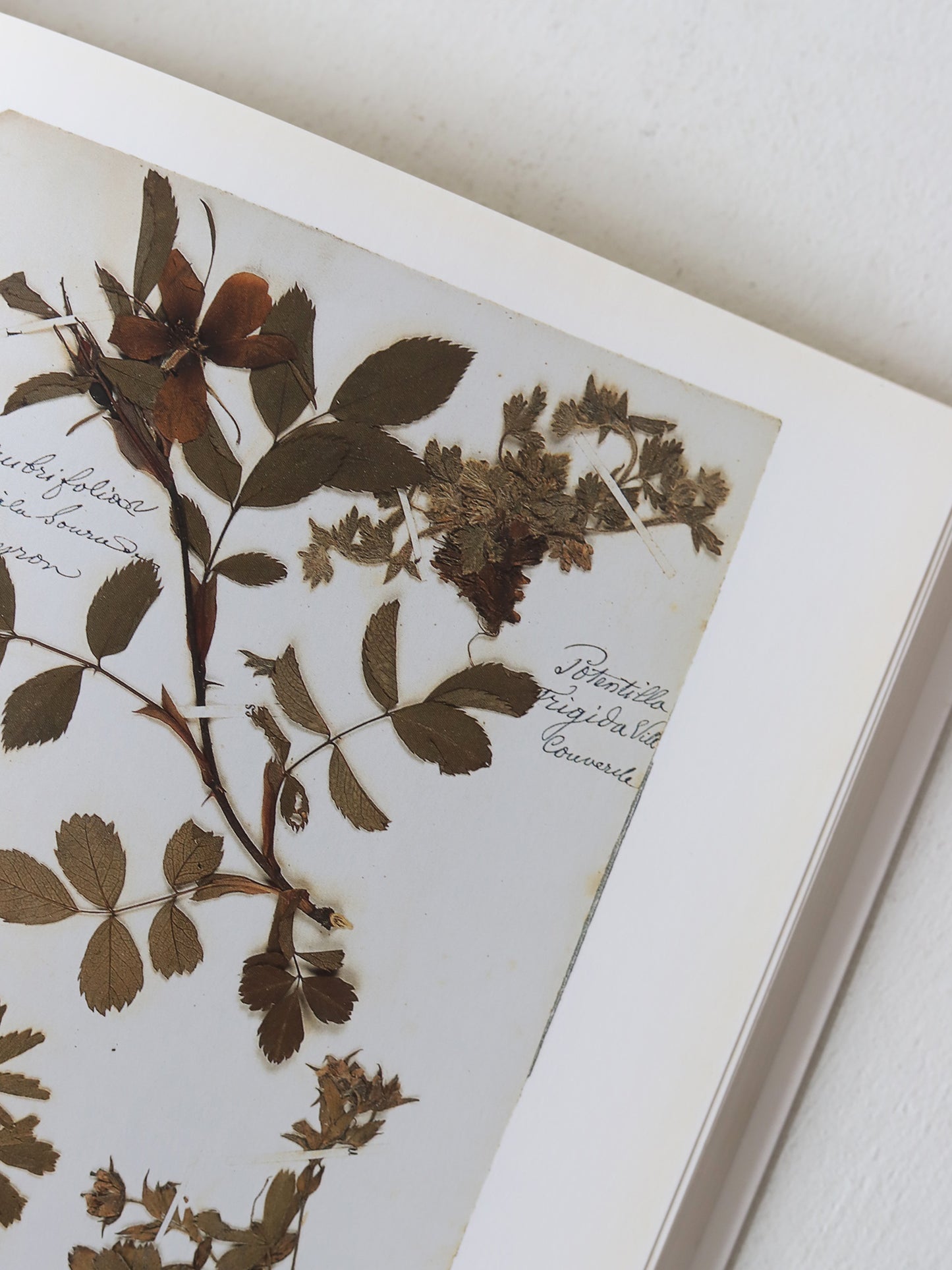 HERBIER DES ALPES